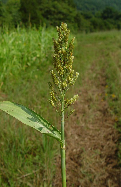 sorghum bicolor